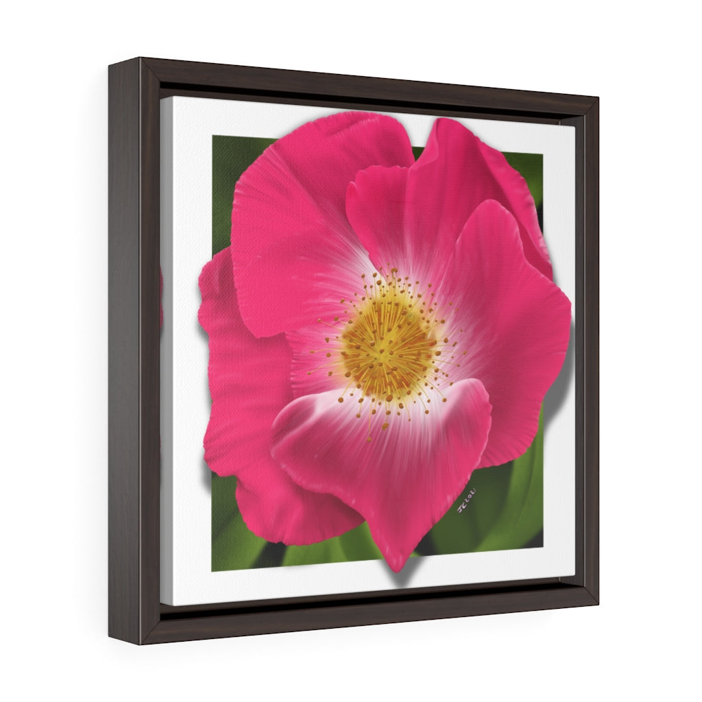 WIld Rose Square Framed Premium Gallery Wrap Canvas