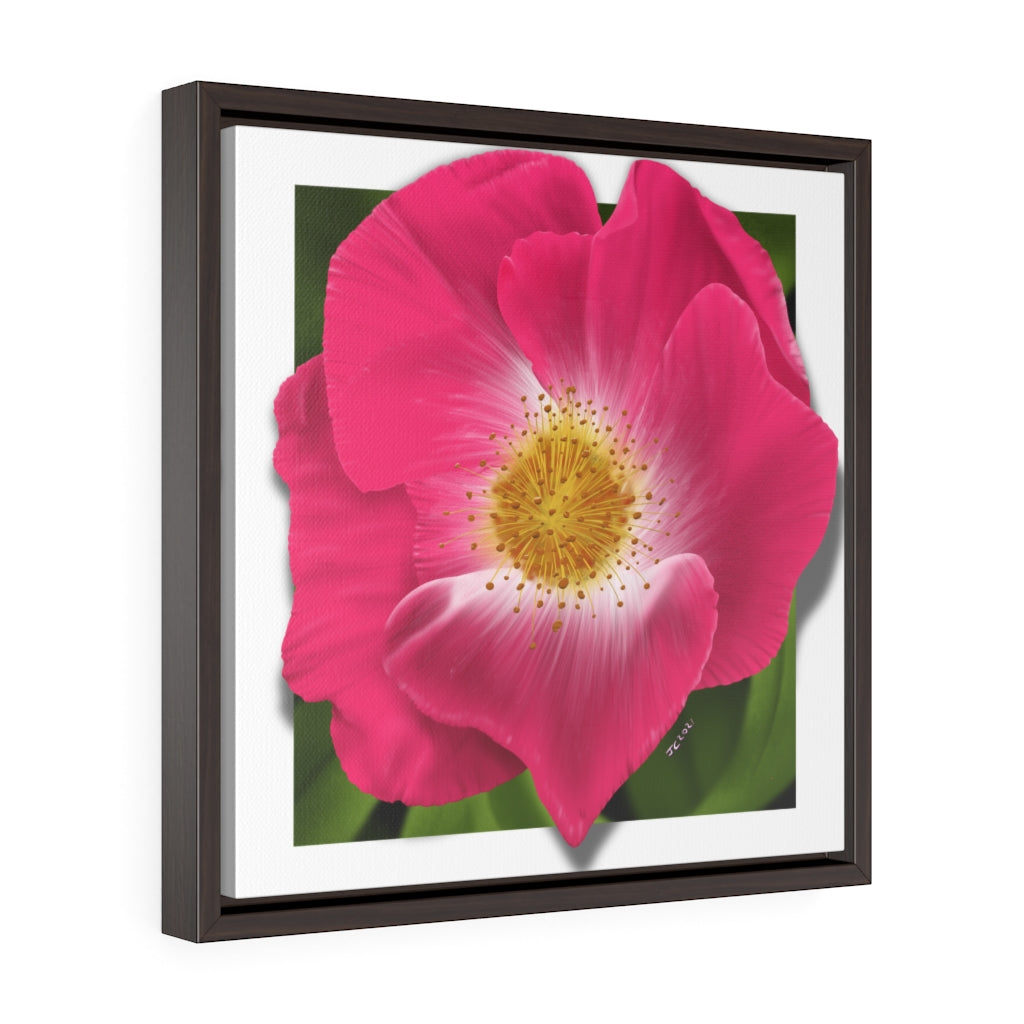 WIld Rose Square Framed Premium Gallery Wrap Canvas